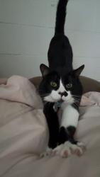 Lost Male Cat last seen Fort carson, Colorado Springs, CO 80902