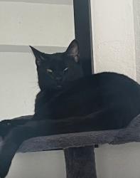 Reunited Male Cat last seen Lions Head Apt, Jacksonville, FL 32207