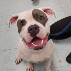Shelter Stray Male Dog last seen , Animal Care & Control Team of Philly, 111 W Hunting Park Ave, Philadelphia, PA 19140, USA