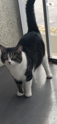Lost Female Cat last seen Highway us 30, Tully Township, OH 45832