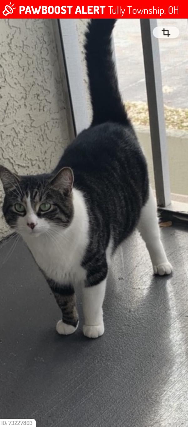 Lost Female Cat last seen Highway us 30, Tully Township, OH 45832