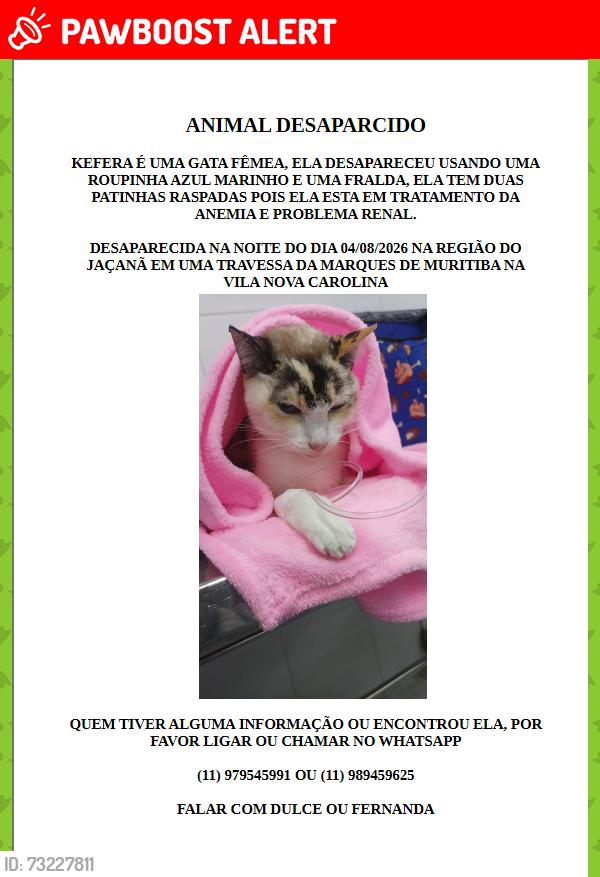 Lost Female Cat last seen Rua frei joao da cruz, Vila Nova Carolina, SP 02279-040