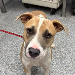 Shelter Stray Male Dog last seen , 328 Furman Hall Rd, Greenville, SC 29609, USA