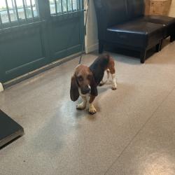 Shelter Stray Male Dog last seen , 361 S Raymond Ave, Pasadena, CA 91105, USA