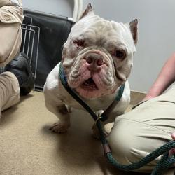 Shelter Stray Male Dog last seen , 4500 N Access Rd, Chattanooga, TN 37415, USA