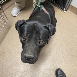 Shelter Stray Female Dog last seen , 4500 N Access Rd, Chattanooga, TN 37415, USA