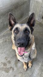 Found/Stray Female Dog last seen La Brea and Don Lorenzo Dr, Los Angeles, CA 90008