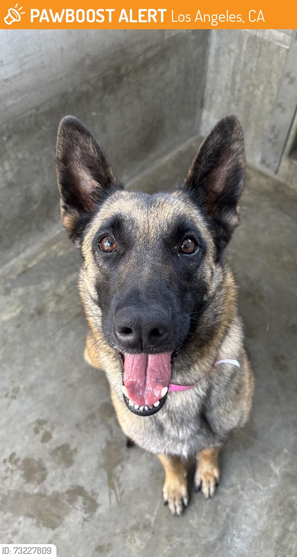 Found/Stray Female Dog last seen La Brea and Don Lorenzo Dr, Los Angeles, CA 90008