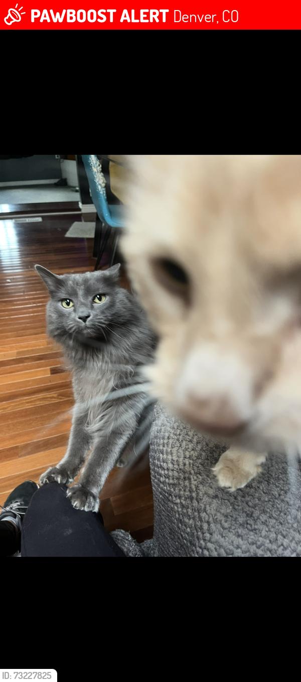 Lost Male Cat last seen Near Navajo st, Denver, CO 80211