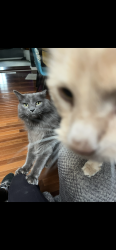 Lost Male Cat last seen Near Navajo st, Denver, CO 80211
