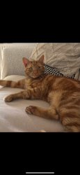 Reunited Male Cat last seen wandsworth, Greater London, England 