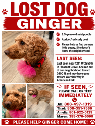 Lost Female Dog last seen warnick, American Fork, UT 84003