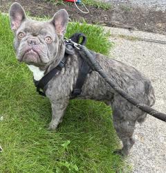 Found/Stray Unknown Dog last seen Gary Animal Control, Gary, IN 46402