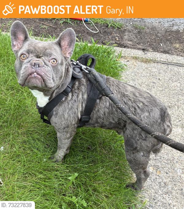 Found/Stray Unknown Dog last seen Gary Animal Control, Gary, IN 46402
