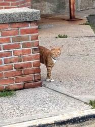 Reunited Unknown Cat last seen Warren st and Atlantic st, Bridgeport, CT 06604