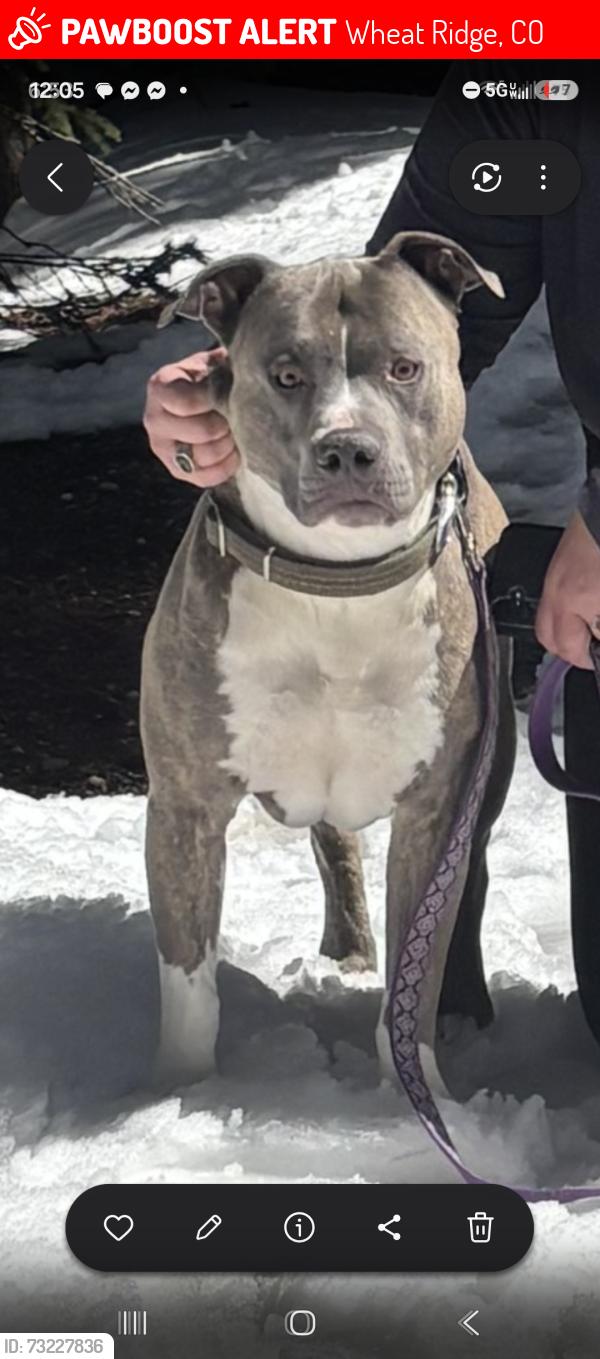Lost Male Dog last seen Wadsworth and 38th, Wheat Ridge, CO 80033