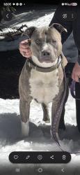 Lost Male Dog last seen Wadsworth and 38th, Wheat Ridge, CO 80033