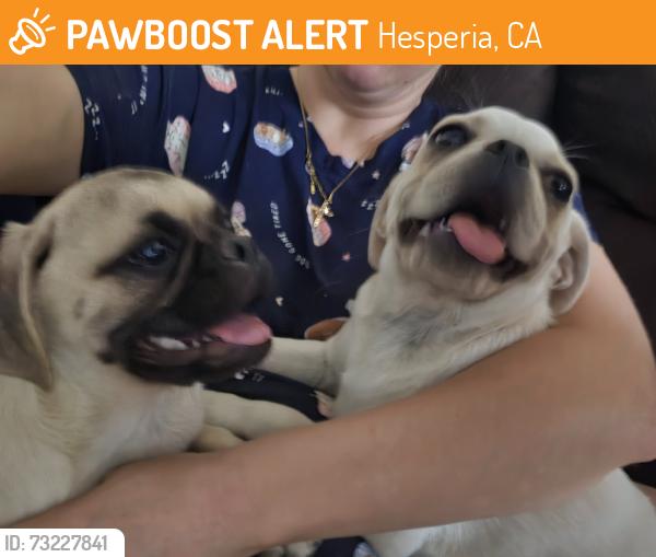 Found/Stray Male Dog last seen I and Maura loa, Hesperia, CA 92340