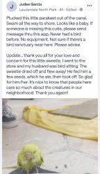 Found/Stray Unknown Bird last seen Lauderdale North Park, North Lauderdale, FL 33068