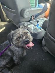 Reunited Female Dog last seen N. Victoria Parkway/Stirling, Milpitas, CA 95035