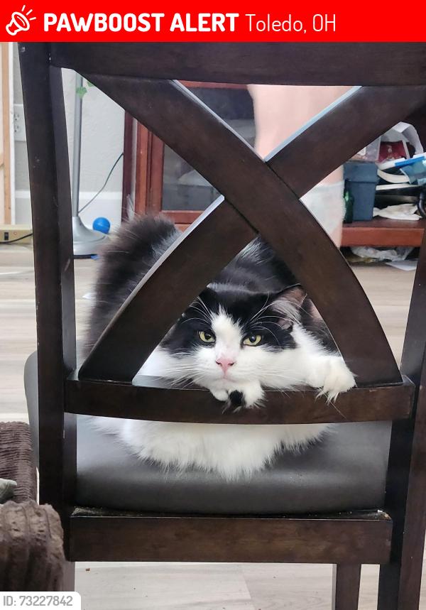 Lost Male Cat last seen Brame street and Jackman, Toledo, OH 43613