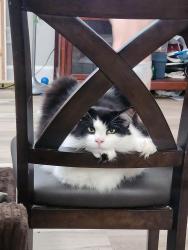 Lost Male Cat last seen Brame street and Jackman, Toledo, OH 43613