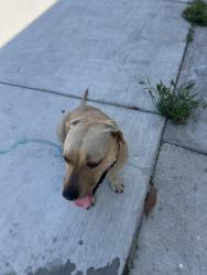 Found/Stray Female Dog last seen Pennsylvania and olive st, Colton, CA 92324