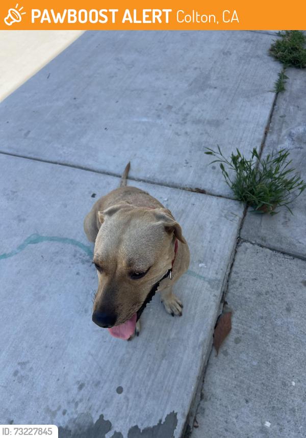 Found/Stray Female Dog last seen Pennsylvania and olive st, Colton, CA 92324