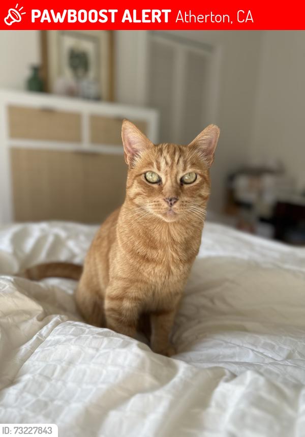 Lost Female Cat last seen Glenwood Ave & Garwood, Atherton, CA 94027
