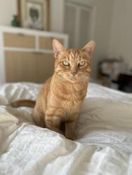 Lost Female Cat last seen Glenwood Ave & Garwood, Atherton, CA 94027