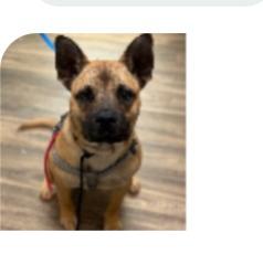 Lost Male Dog last seen OB Pier, San Diego, CA 92173