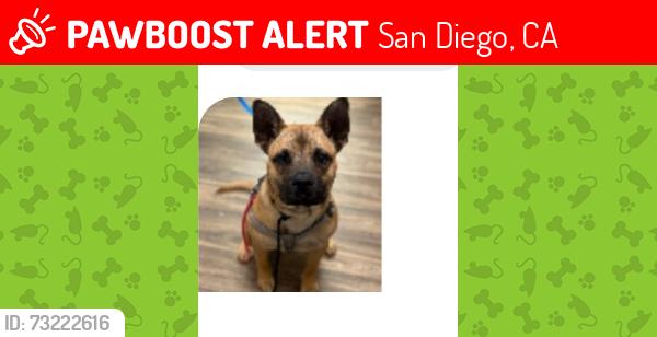 Lost Male Dog last seen OB Pier, San Diego, CA 92173