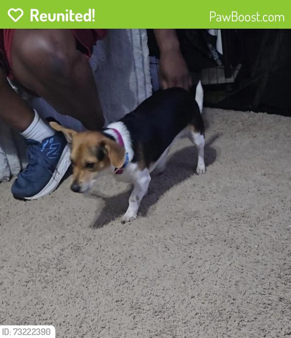 Reunited Male Dog last seen Green Caye Village, Dickinson, TX 77539