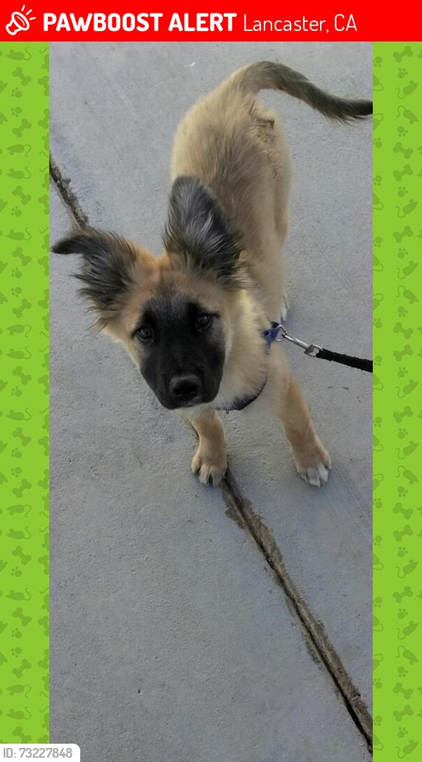 Lost Female Dog last seen 10th street west and Avenue H, Lancaster, CA 93534