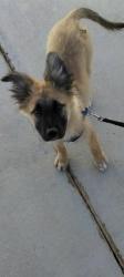 Lost Female Dog last seen 10th street west and Avenue H, Lancaster, CA 93534