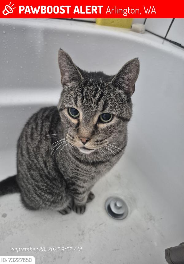 Lost Male Cat last seen AM PM, Arlington, WA 98223
