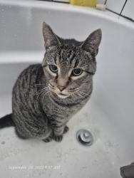 Lost Male Cat last seen AM PM, Arlington, WA 98223