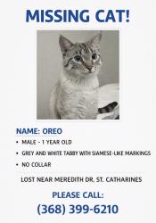 Lost Male Cat last seen Huntley crescent, St. Catharines, ON L2M 6R5