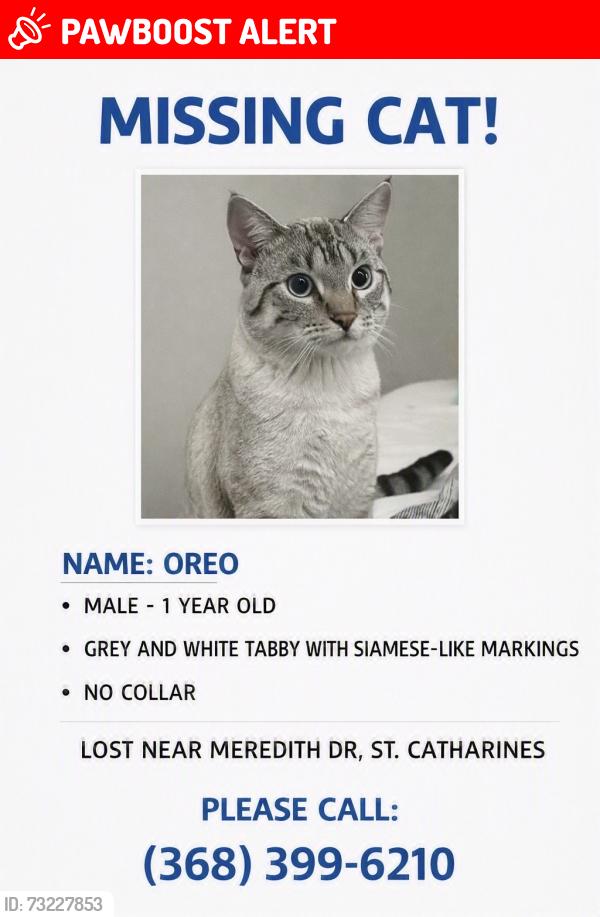 Lost Male Cat last seen Huntley crescent, St. Catharines, ON L2M 6R5