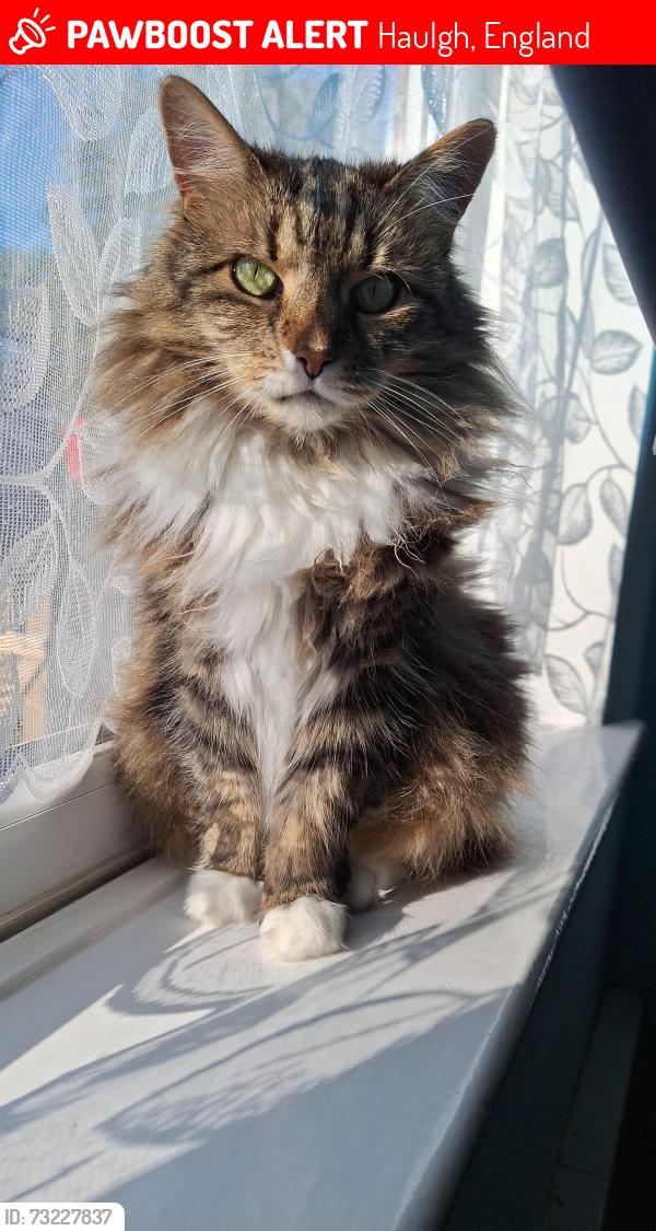 Lost Female Cat last seen Strawberry hill road bolton bl2 1lp, Haulgh, England 