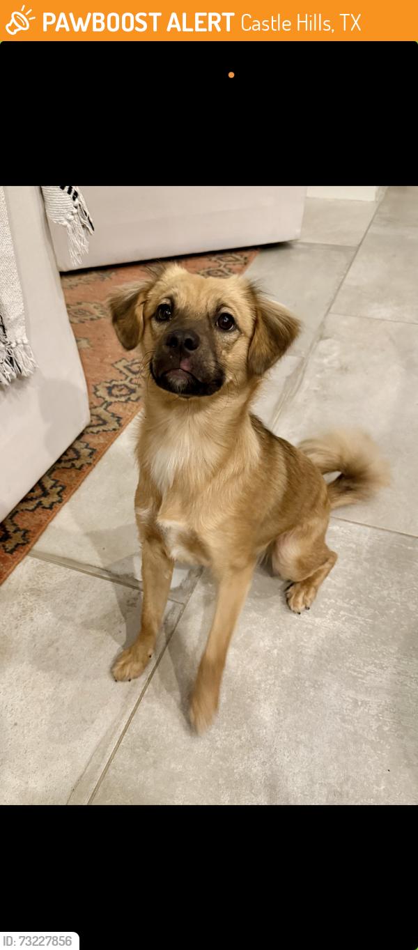 Found/Stray Female Dog last seen Near Antonian high school, Castle Hills, TX 78213