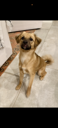 Found/Stray Female Dog last seen Near Antonian high school, Castle Hills, TX 78213