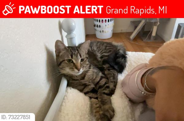 Lost Female Cat last seen Division, Grand Rapids, MI 49507