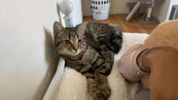 Lost Female Cat last seen Division, Grand Rapids, MI 49507