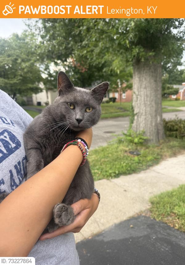 Found/Stray Male Cat last seen Maplewood Dr, Lexington, KY 40503