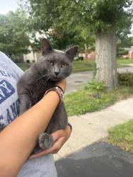 Found/Stray Male Cat last seen Maplewood Dr, Lexington, KY 40503