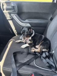 Reunited Male Dog last seen Briley Pkwy, Nashville, TN 37207