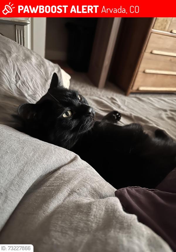Lost Male Cat last seen Alta vista drive + Carr, Arvada, CO 80004