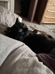 Lost Male Cat last seen Alta vista drive + Carr, Arvada, CO 80004