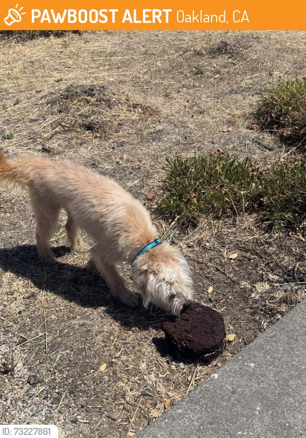 Found/Stray Male Dog last seen 28th st and Mandela Pkwy, Oakland, CA 94608